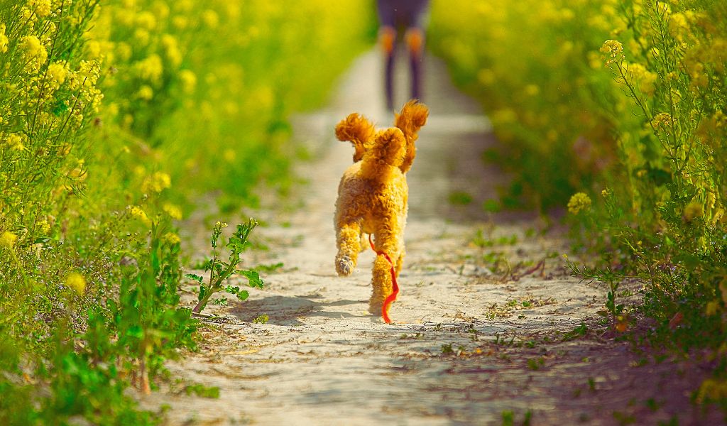 Discover the Best Dog Walks in the Ribble Valley