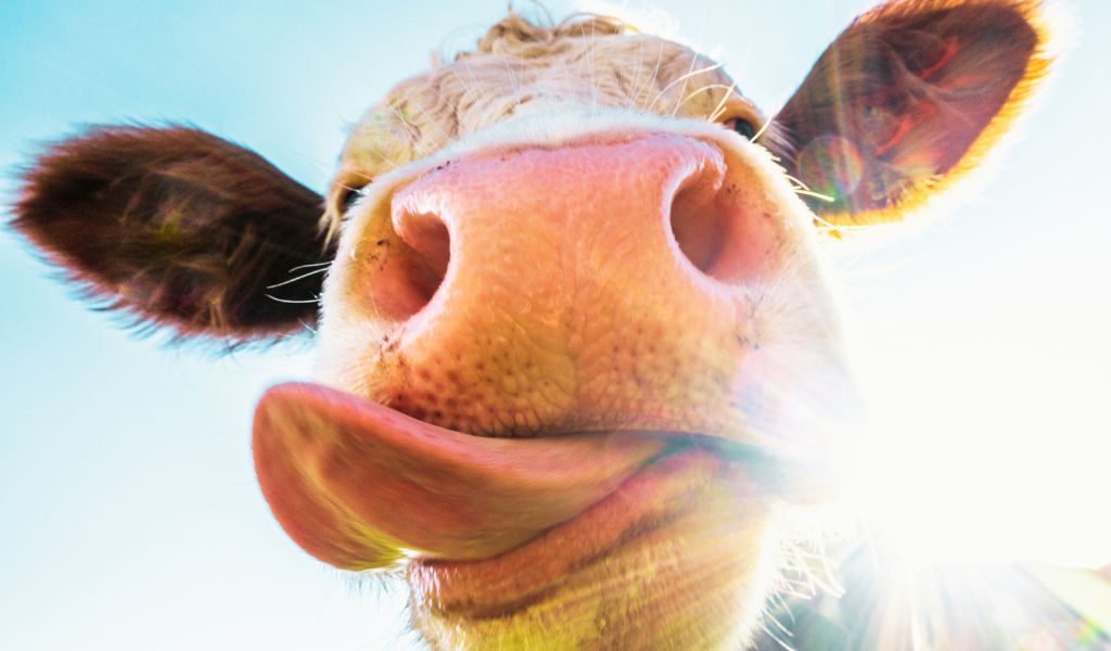 Goosnargh and Longridge Agricultural Show 2026: Family Fun and Farming Heritage in Lancashire 11 Goosnargh and Longridge Agricultural Show 2026: Family Fun and Farming Heritage in Lancashire